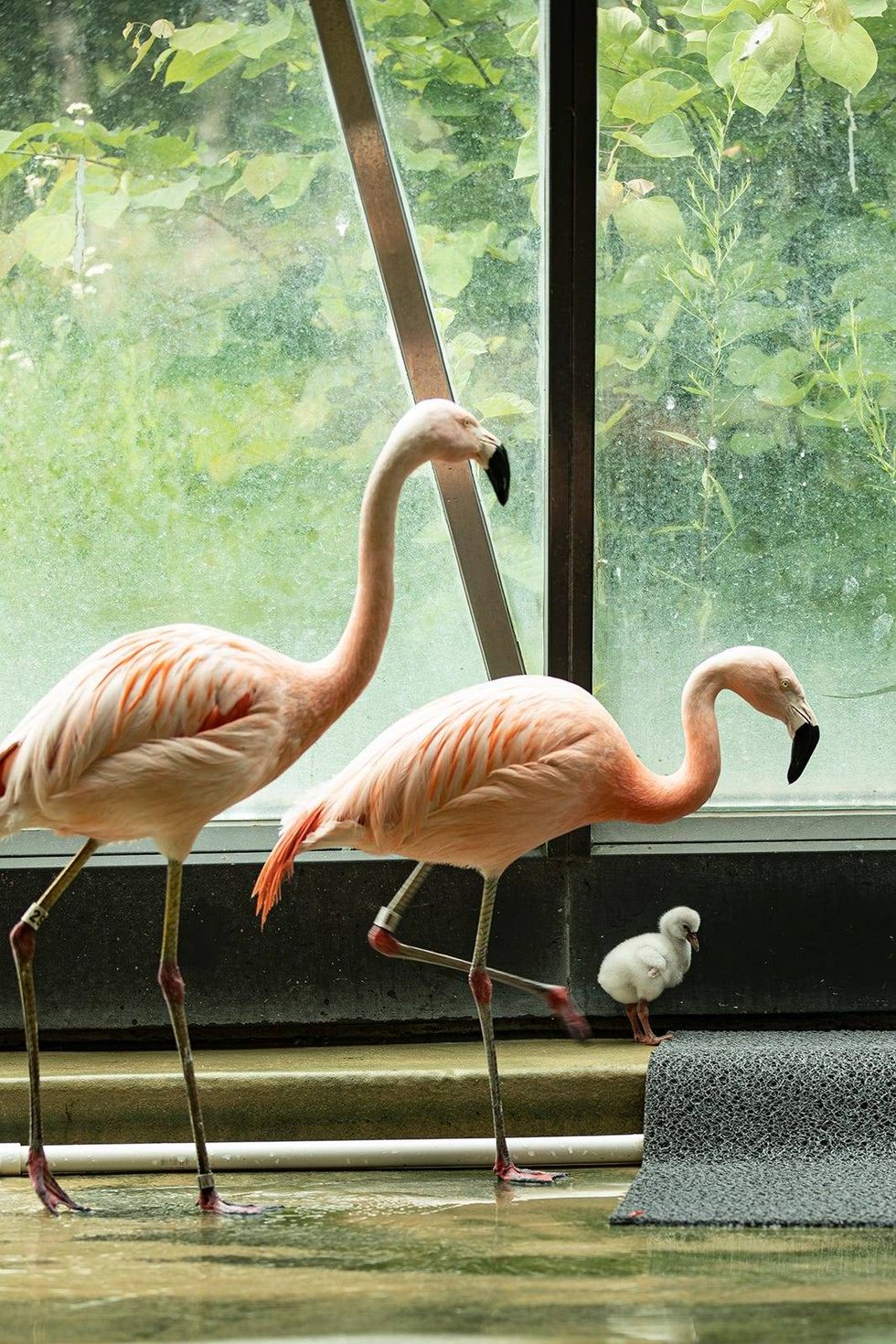 Over at Flamingo Lagoon, the zoo welcomed two Chilean flamingo chicks as part of the Chilean Flamingo Species Survival Plan