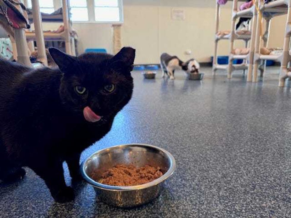Over the past 10 years, Barb Weber estimated that her team has housed and helped 5,500 cats at Barb
