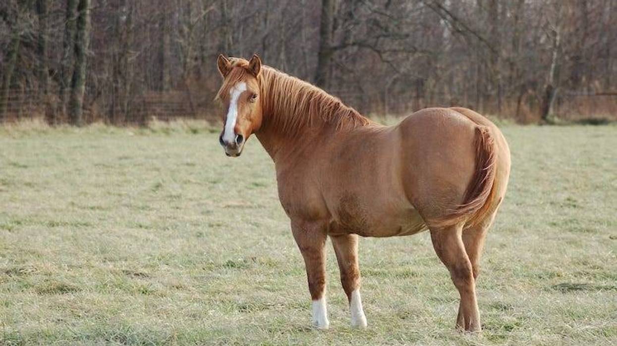 Overweight horse standing in a pen