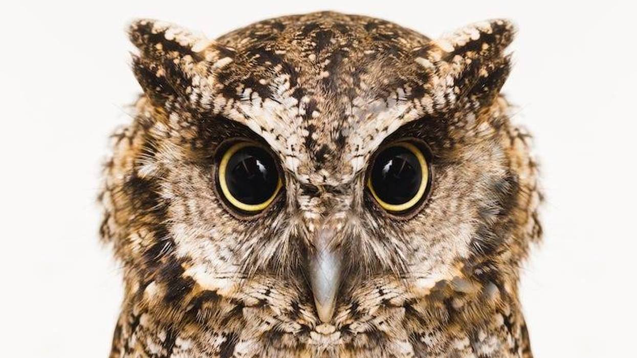 Owl, Eyes, High Resolution