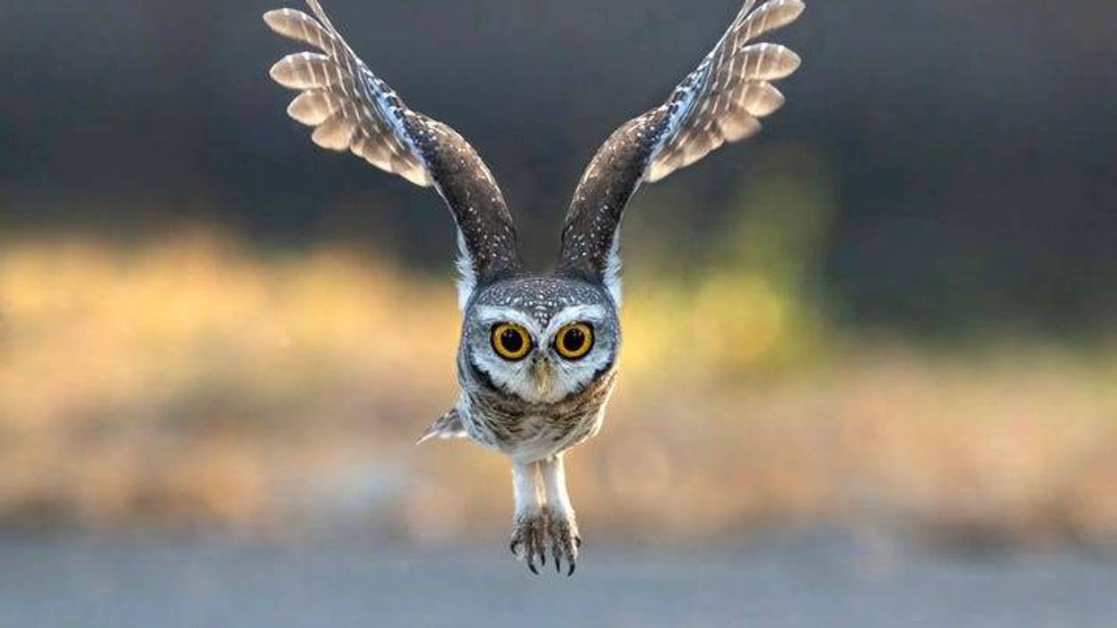 Owl rescued