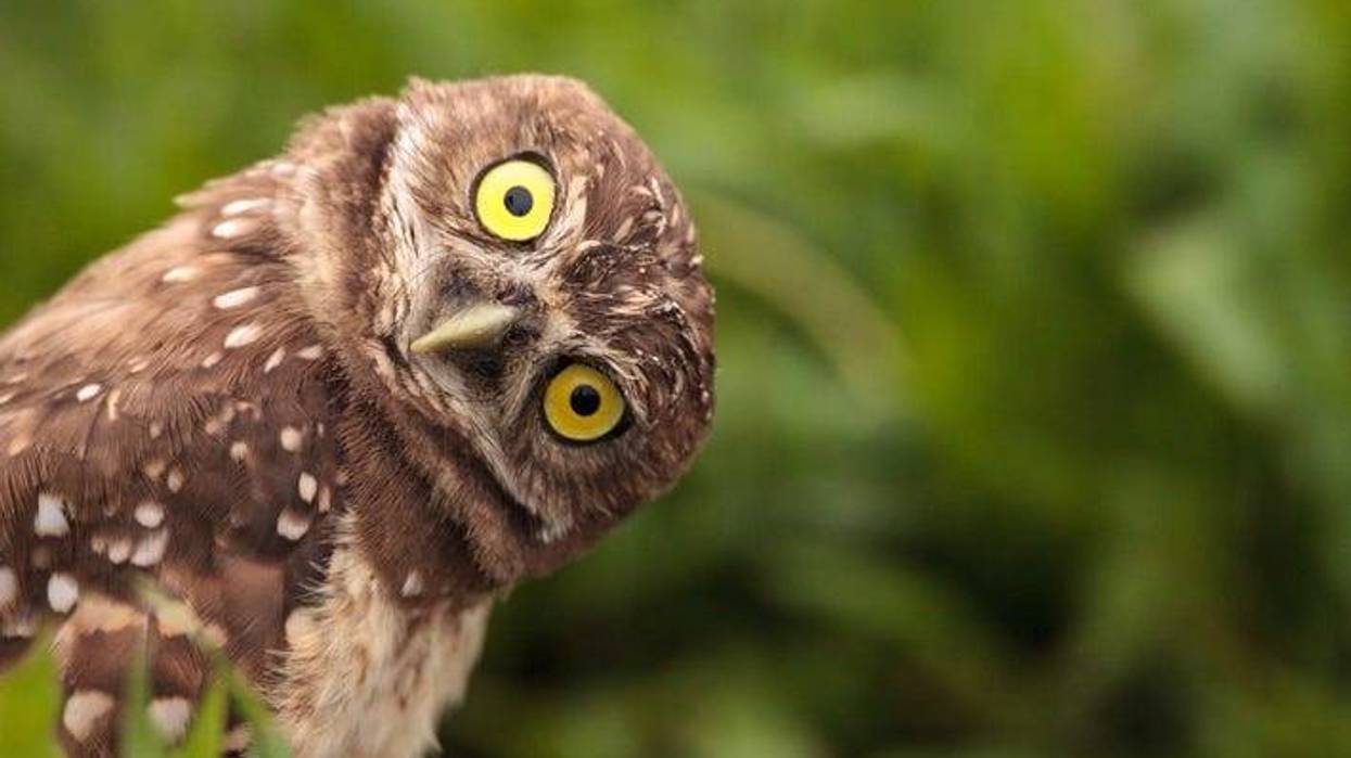Owl