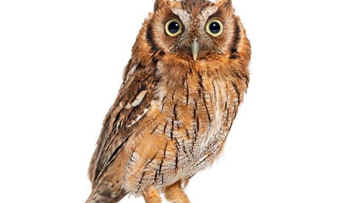Owl
