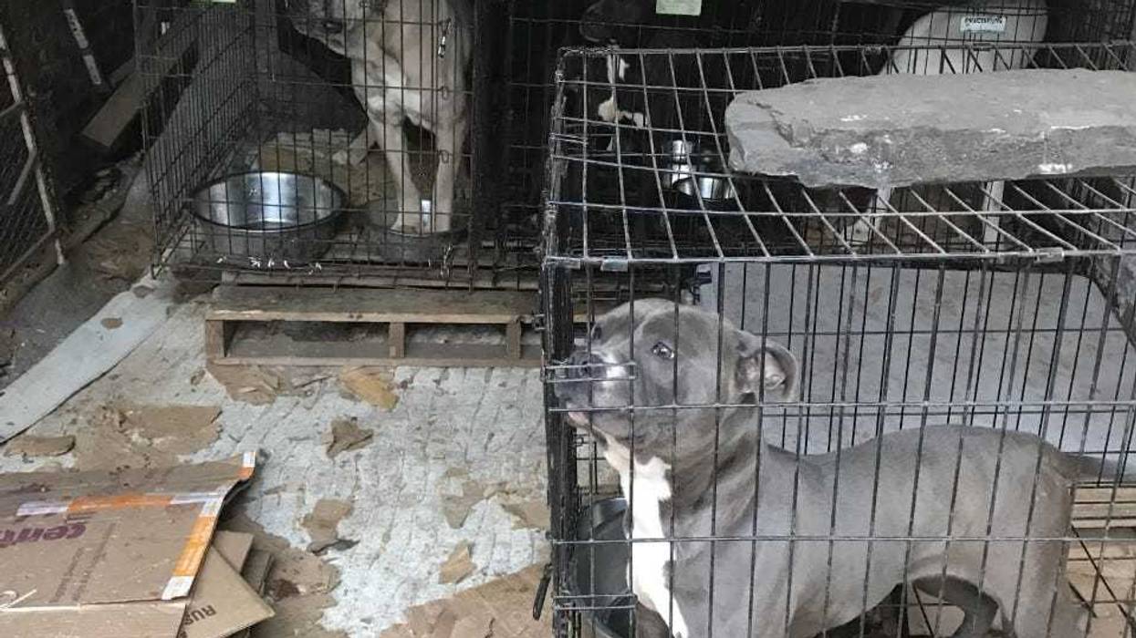 Owner arrested after 27 dogs found in 'inhumane' conditions in Brooklyn home