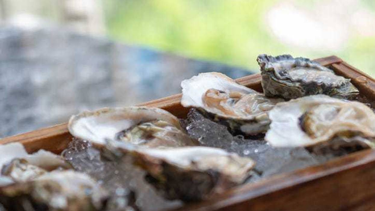 Oyster served with ice, on the table