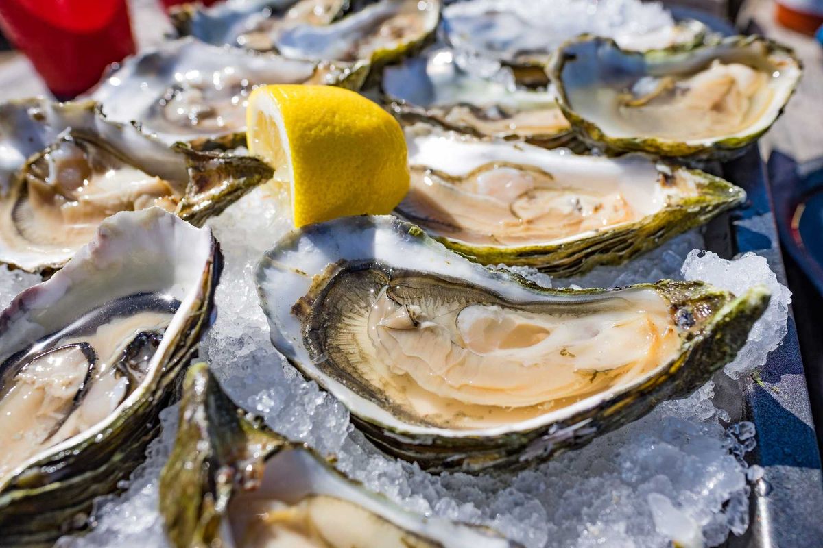 Oysters stock photo.