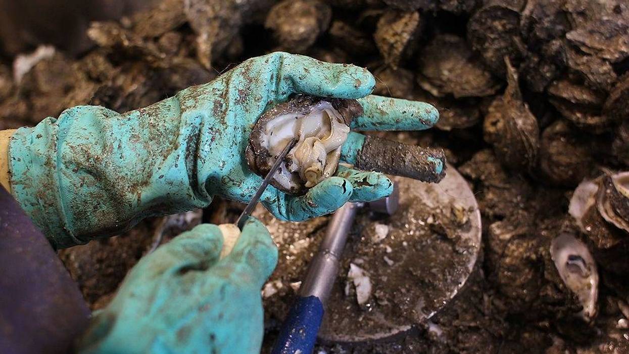 Oysters