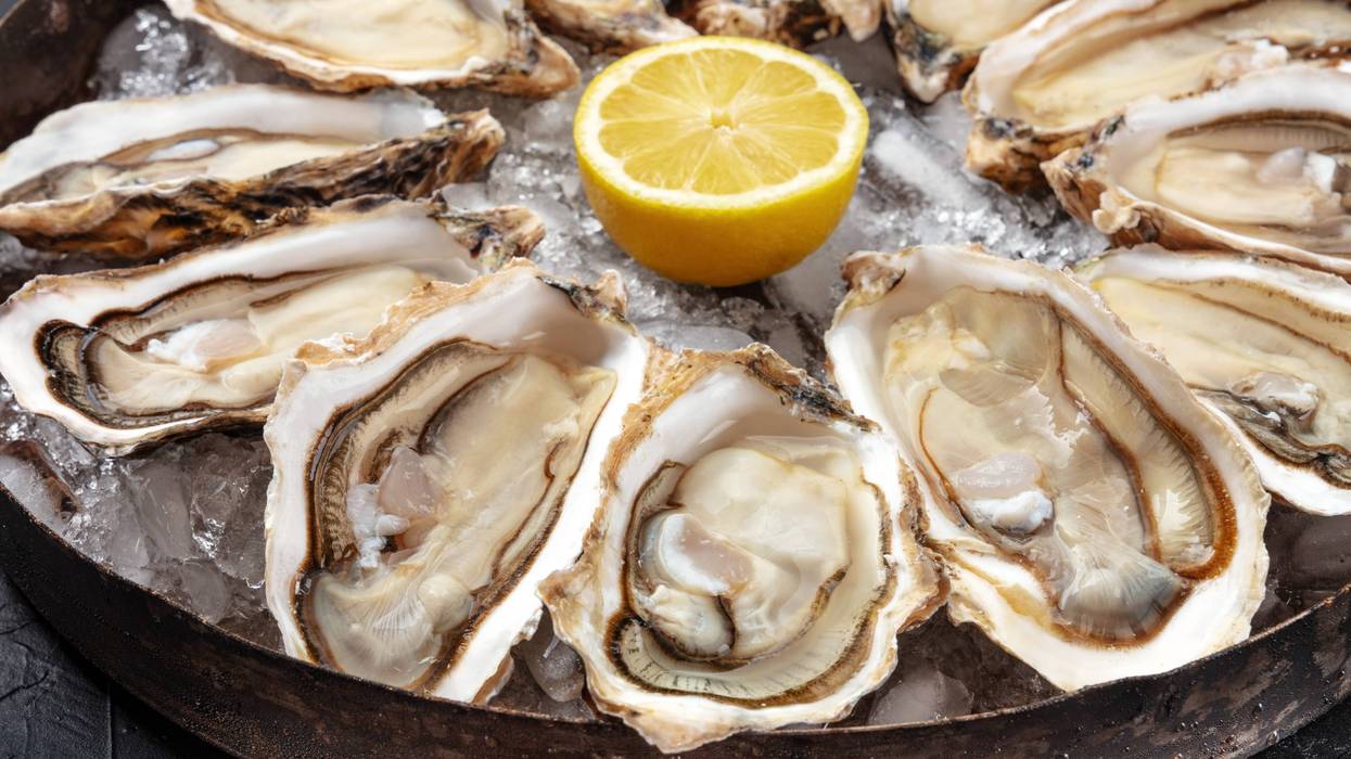 oysters