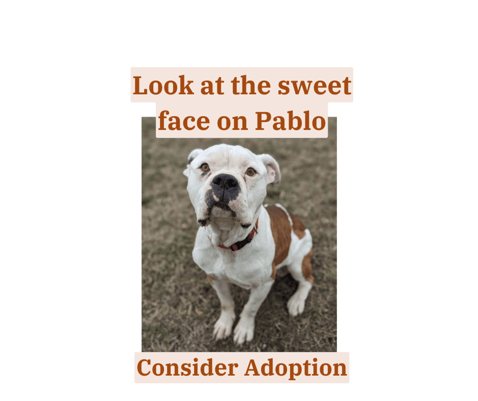 Pablo is available to adopt