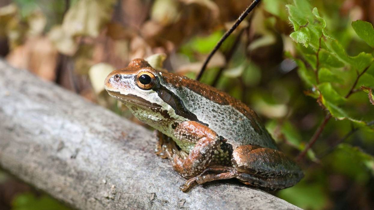 Pacific tree frog