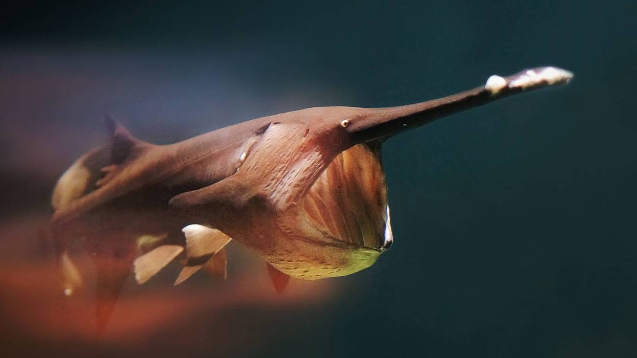 paddlefish