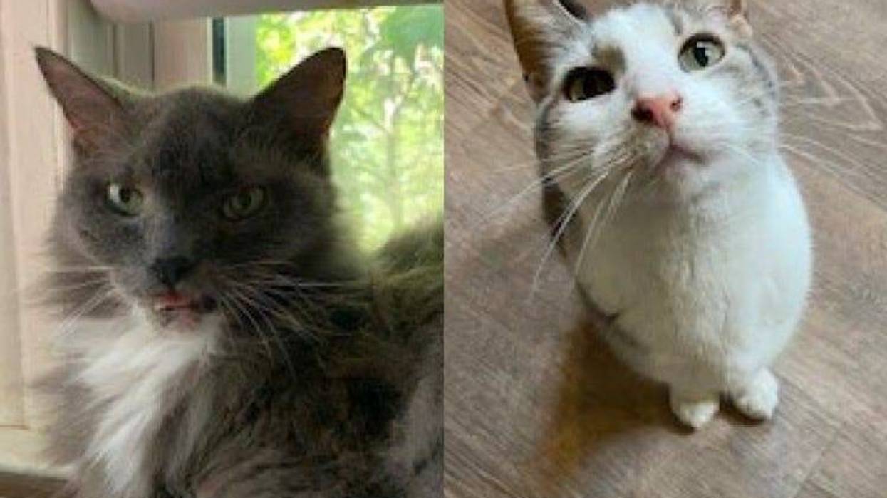 Pair Of Cats