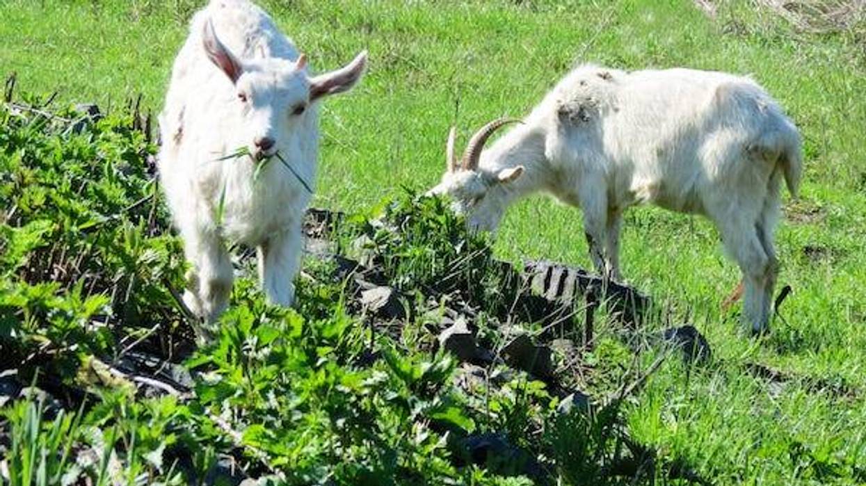 Pair of goats eating grass