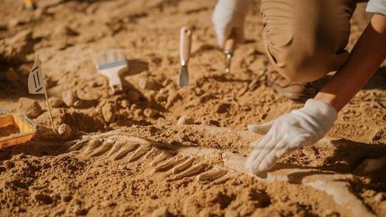 Paleontologist brushing sand off a fossil