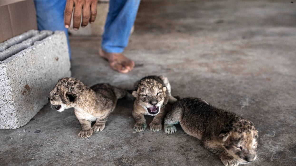 Palestinians Gaza Lion Cubs