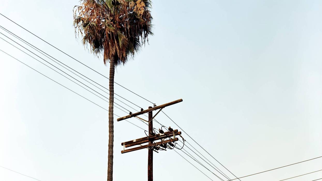 palm tree and telephone lines