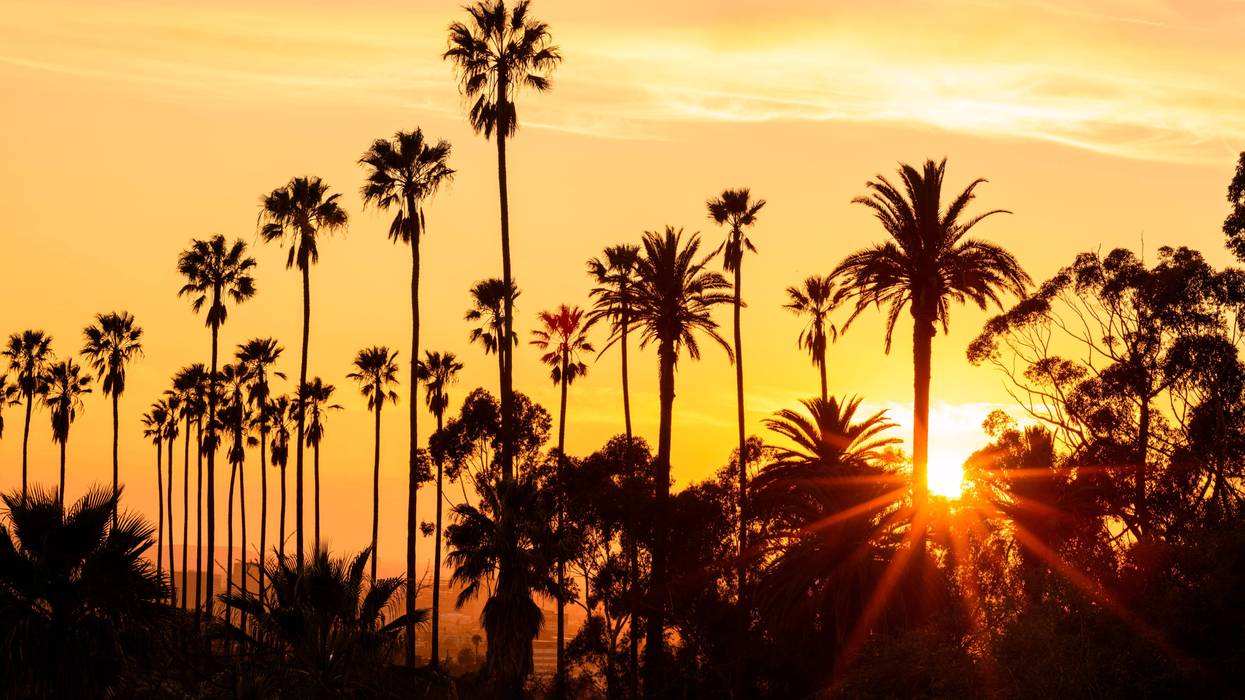 Palm trees against beautiful sunset in Los Angeles, California