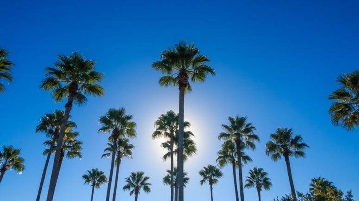 palm