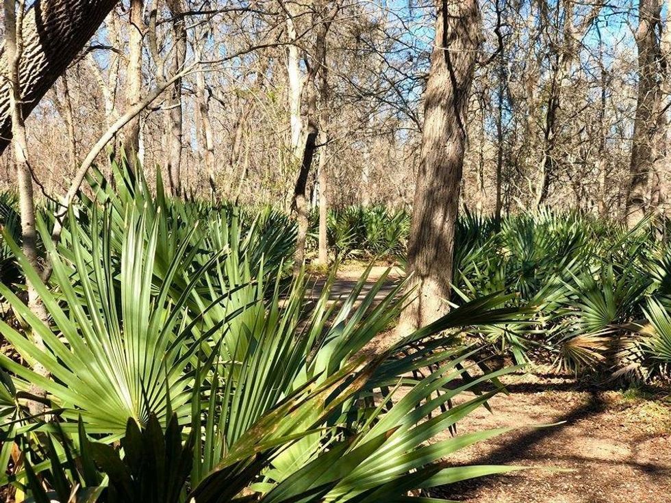 palmettos