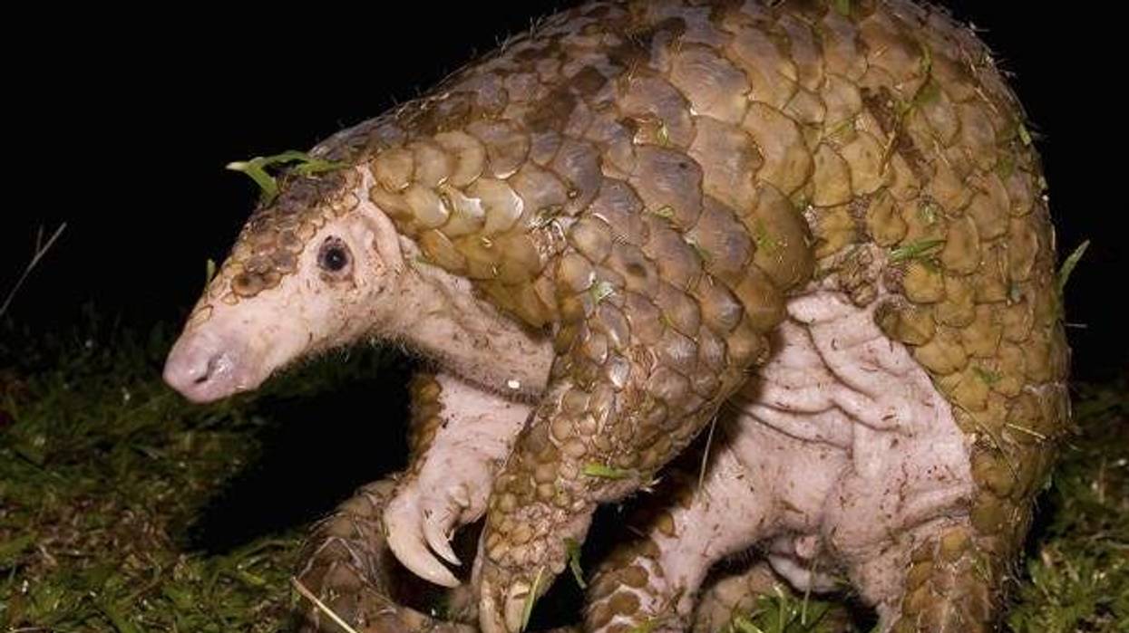 pangolin