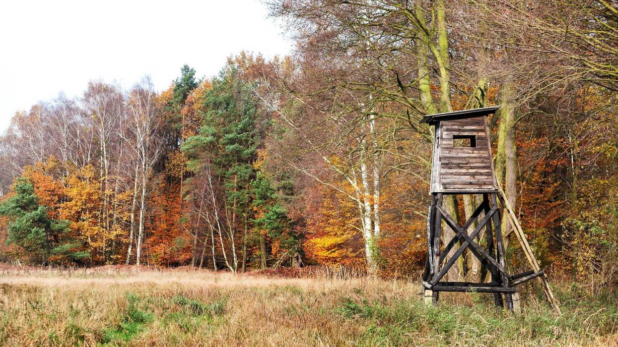 Panoramic view of a hunting stand.