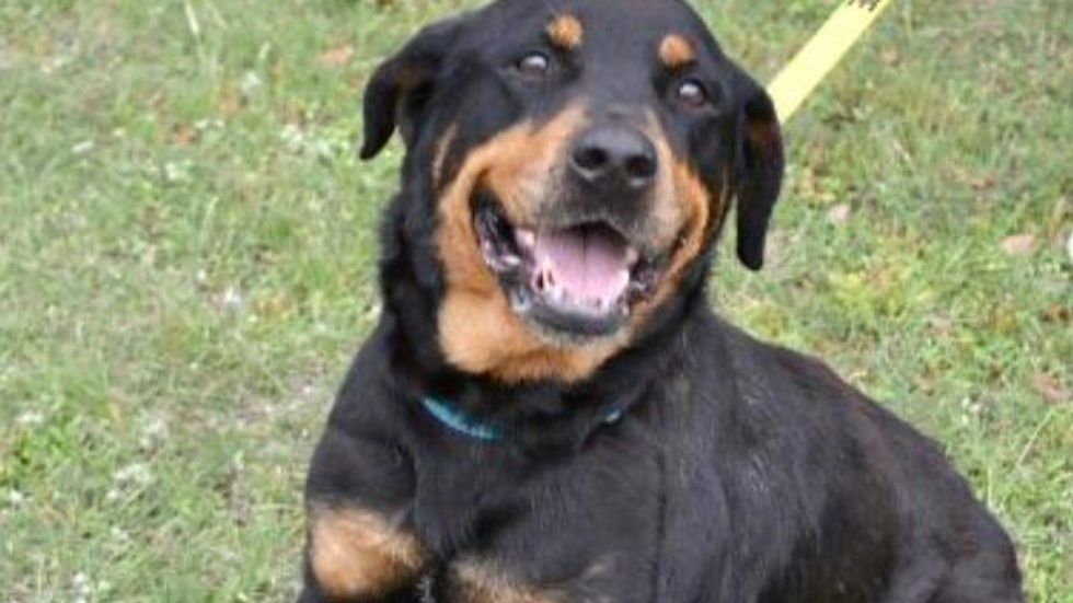 Papaya @ Austin Humane Society 5/25/22