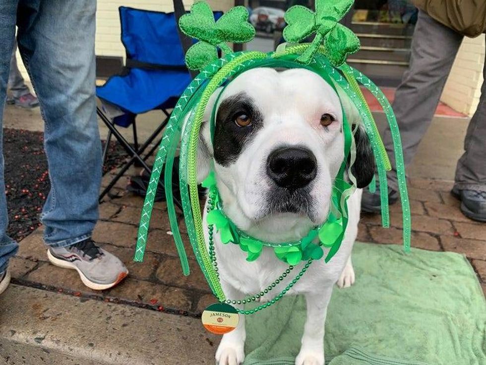 parade dog