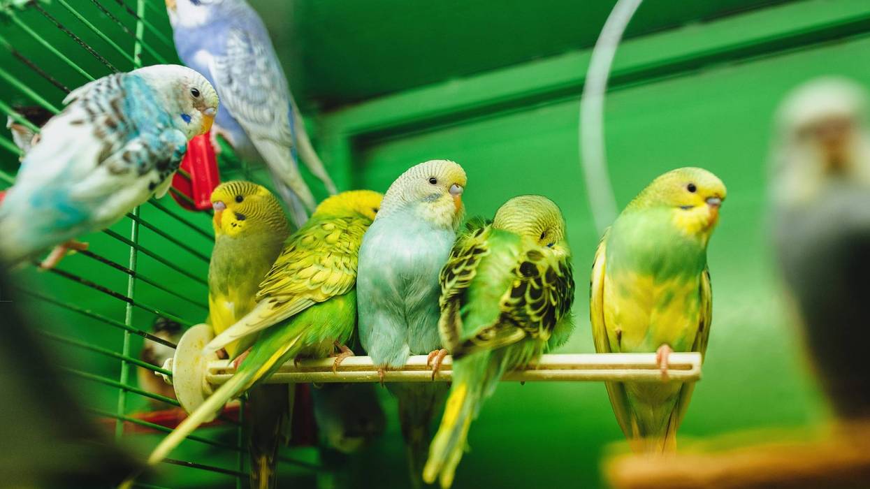 Parakeets