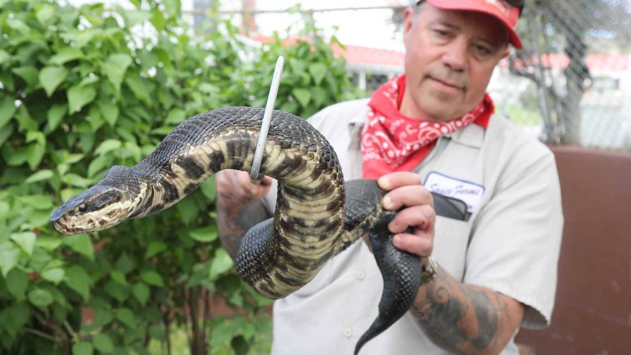 Parker Space handles a black moccasin, one of the attractions at his zoo on May 12, 2022 in Wantage.