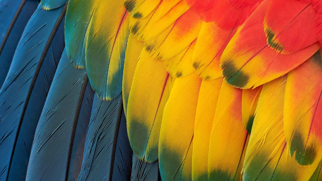 Parrot Feathers