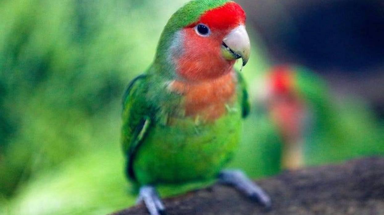 Parrot