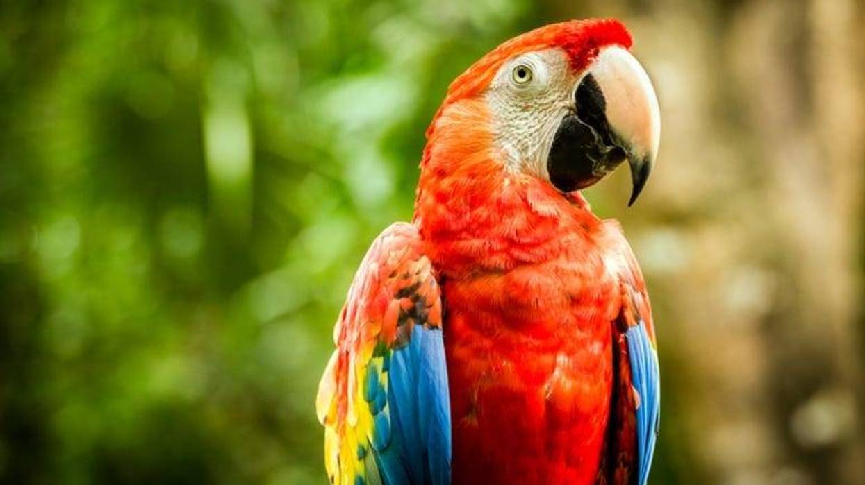 Parrot