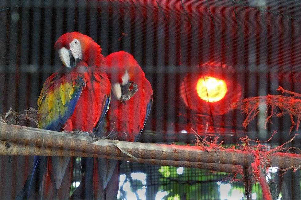 parrots in a cage