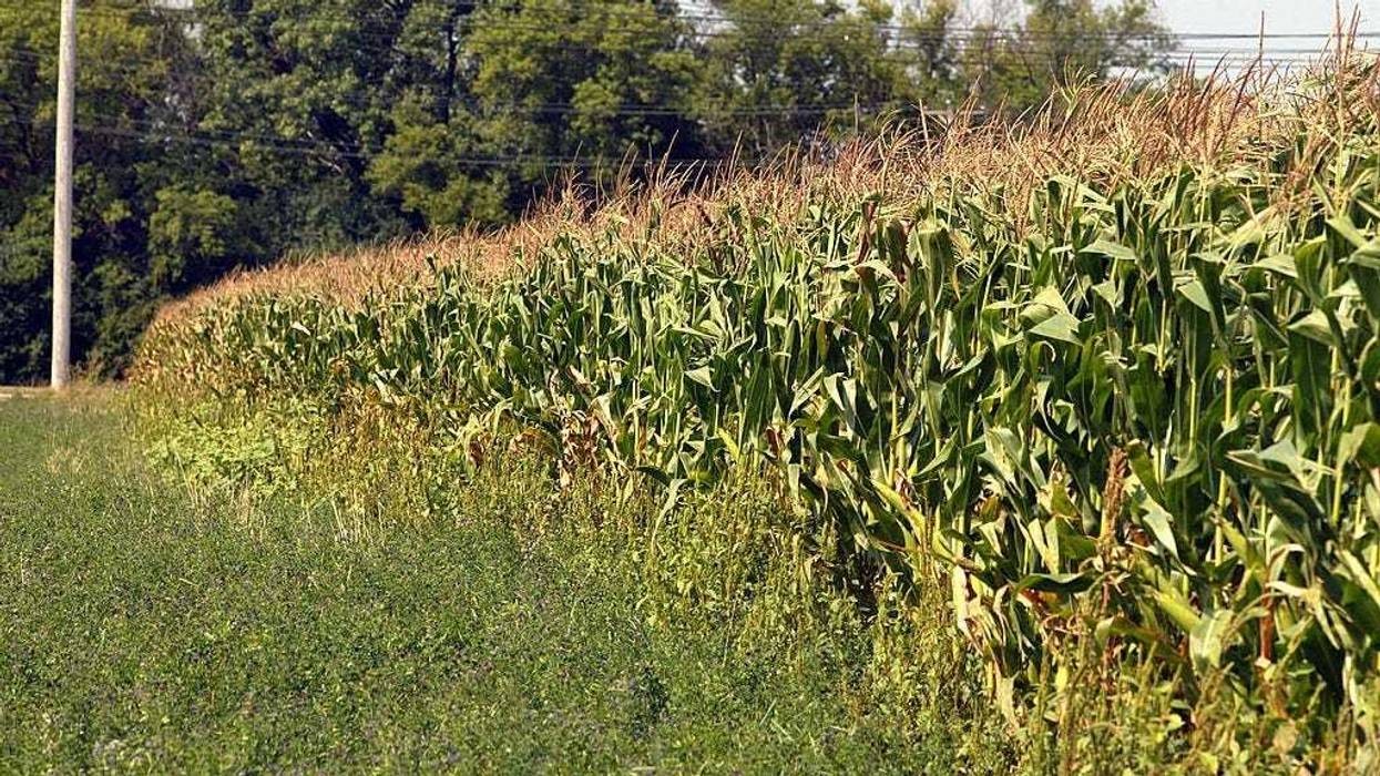 Part of a cornfield at Didier Farms is shown September 3, 2003 in Prairie View, Illinois.