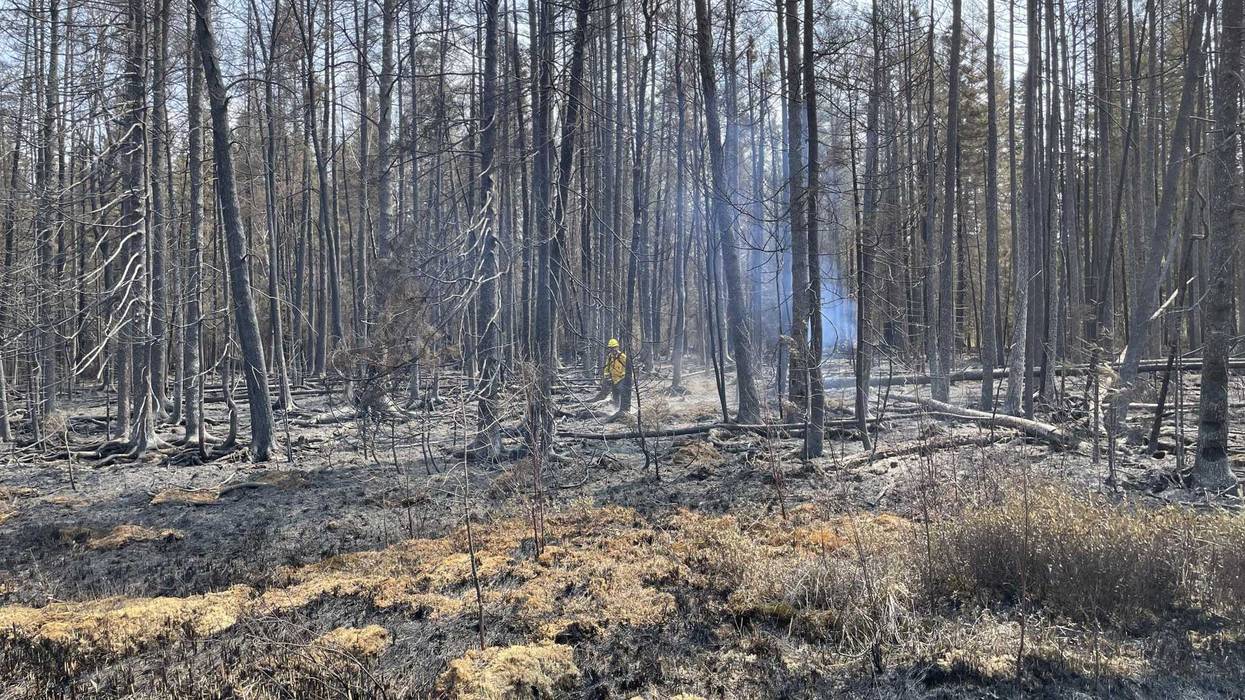 Part of the fire-burnt landscape in northern Minnesota.