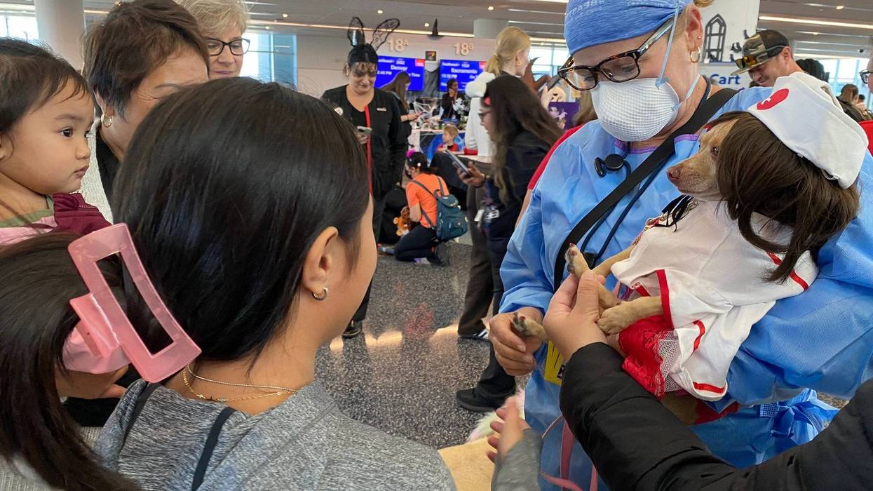 passengers surround a dog dressed as a nurse