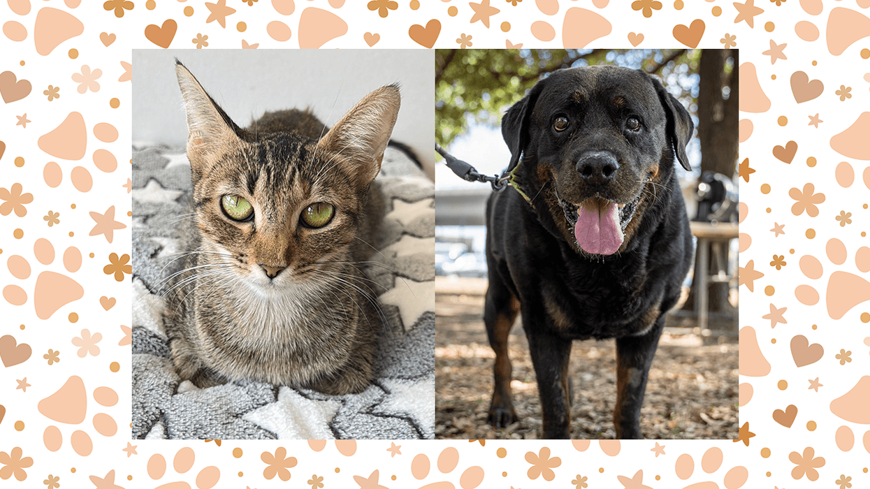 Wet Nose Wednesday: Pasta and Barnum