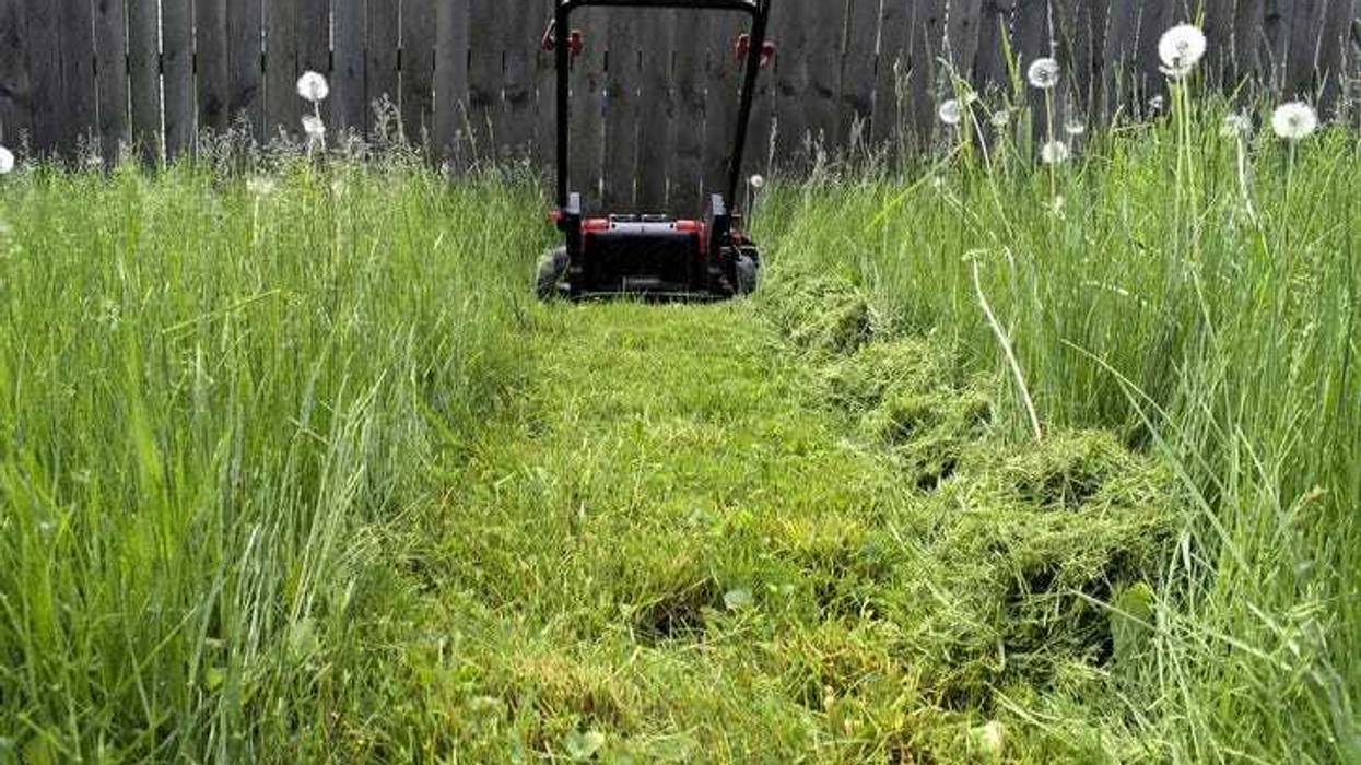 Path cut by a lawnmower through very high grass.