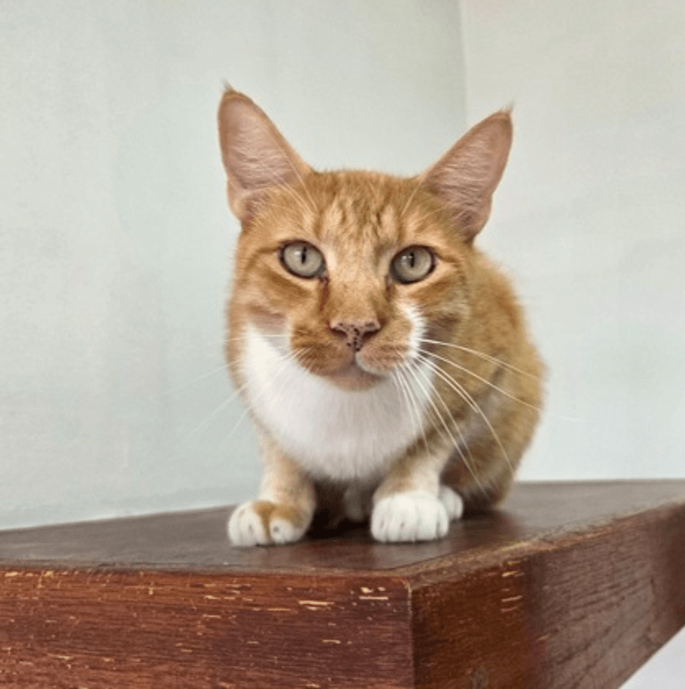 Paulie (cat)