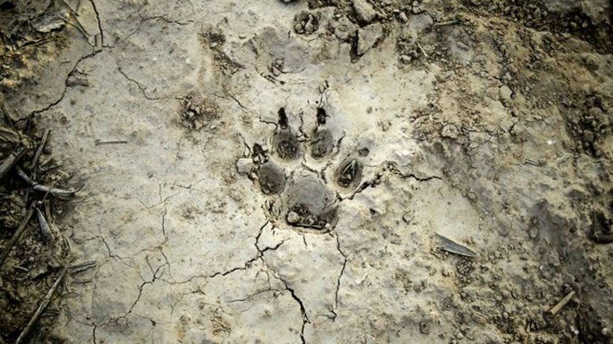 Pawprint
