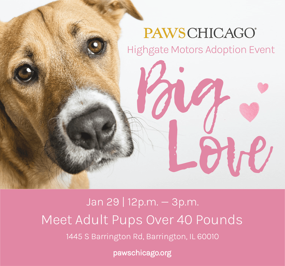 PAWS Chicago Big Love Adoption Event