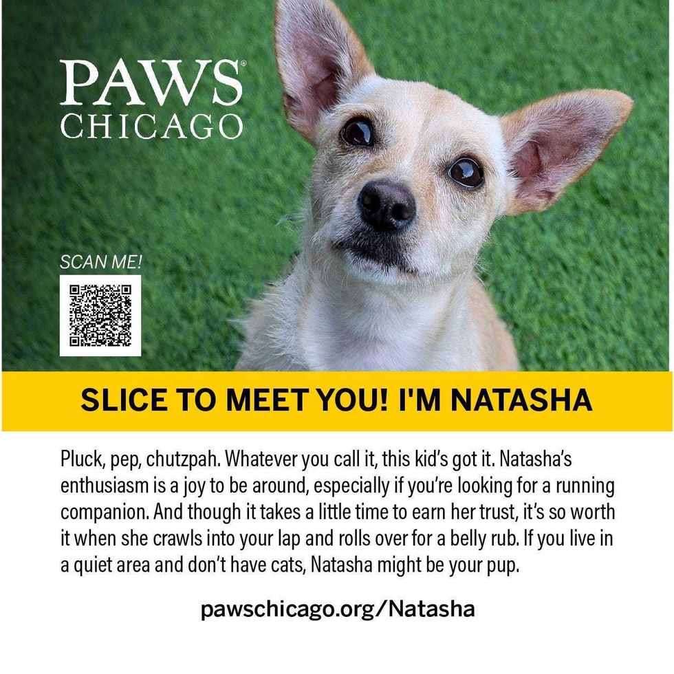 PAWS Chicago