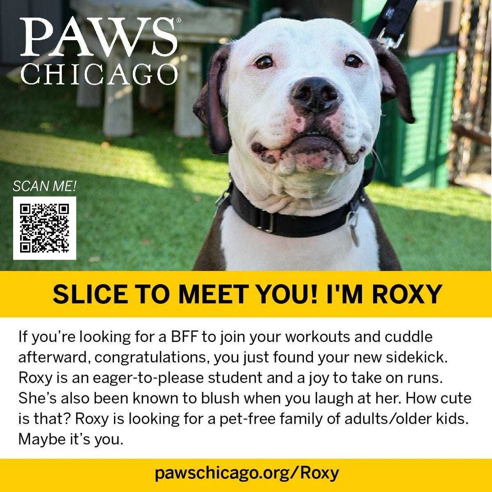 PAWS Chicago