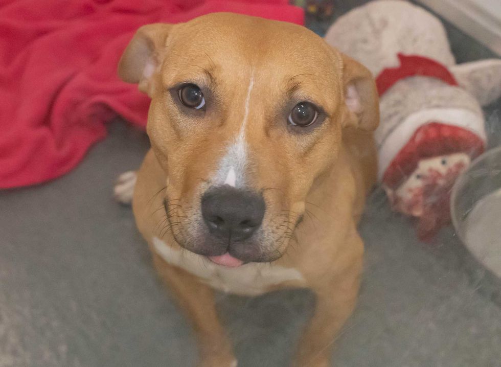 PAWS dog adoption