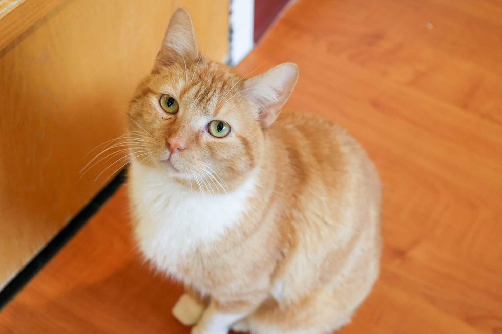 PAWS pet of the week - Heinz