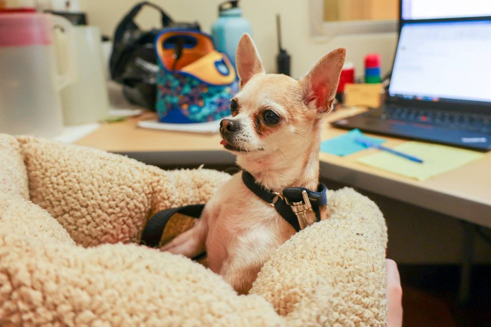 PAWS pet of the week