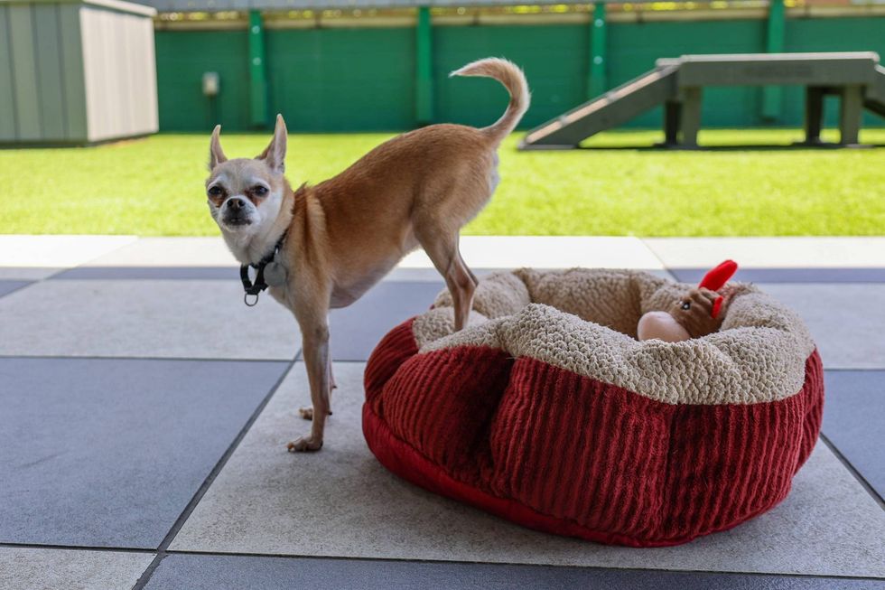 PAWS pet of the week
