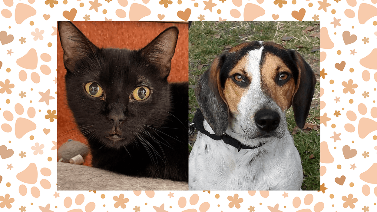Wet Nose Wednesdays: Bagheera and Copper