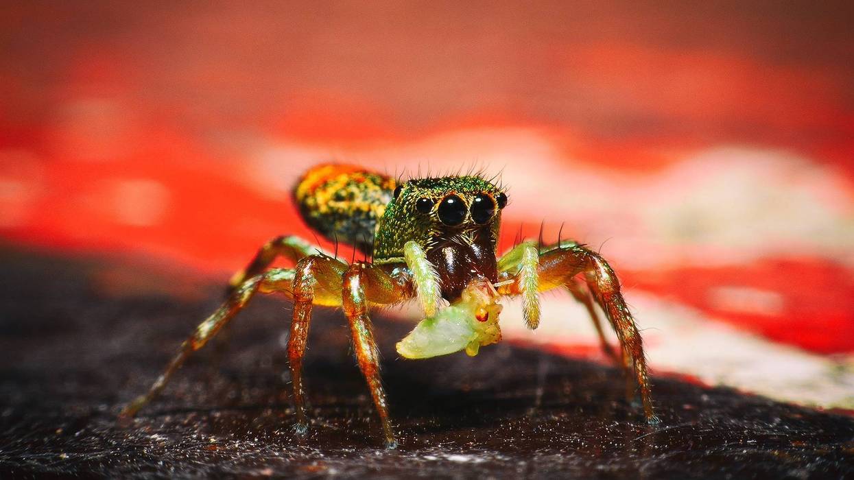 peacock spider