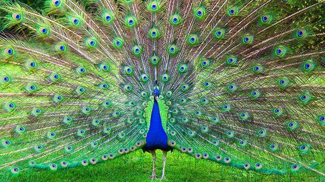 Peacock